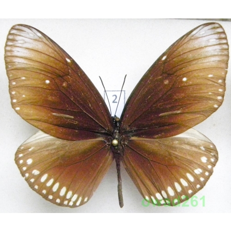 Euploea sp. male Malaysia 69mm2